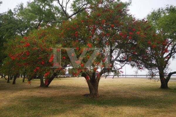 Día Nacional del Árbol